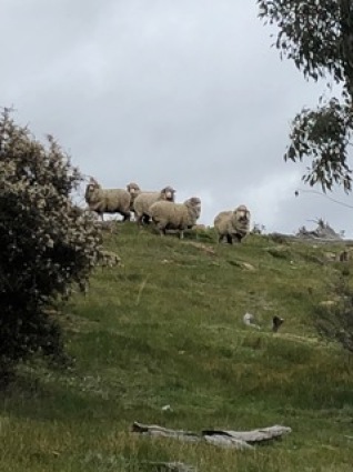 Sheep sprung on the hill by Sid
